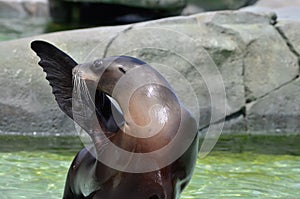 Sea lion salute