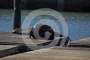 Sea lion San Francisco Pier39 usa America ocean