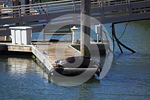 Sea lion San Francisco Pier39 usa America ocean