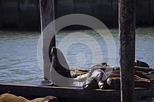 Sea lion San Francisco Pier39 usa America ocean