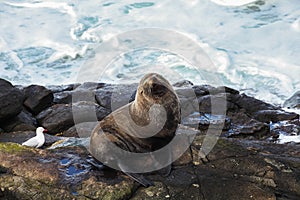 Sea lion and seagull on the rocky shoreline