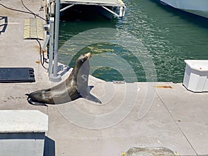 Sea Lion Seal Harbor Seal on the Dock in a Boat Marina