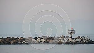 Sea lion or seal rookery. California wildlife. Colony of aninmals, birds flock.