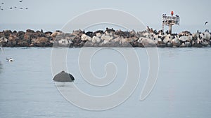 Sea lion or seal rookery. California wildlife. Colony of aninmals, birds flock.