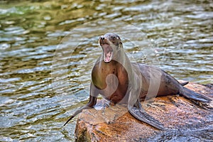 Sea Lion