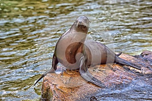 Sea Lion