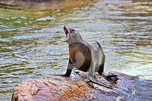 Sea Lion