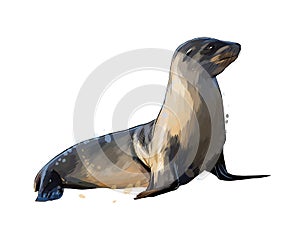 Sea lion, seal from a splash of watercolor, colored drawing, realistic