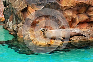 The Sea Lion in Siam waterpark