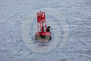 Sea Lion sitting on a buoy Hoonah, Alaska photo