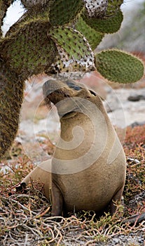 Sea lion sitting next to a cactus. The Galapagos Islands. Pacific Ocean. Ecuador.