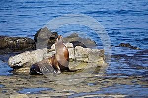 A Sea Lion sitting on the rocks of the coast