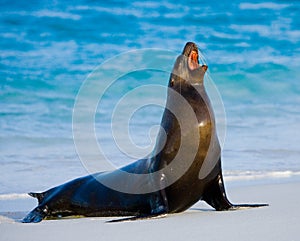 Sea lion sitting on the sand. The Galapagos Islands. Pacific Ocean. Ecuador.