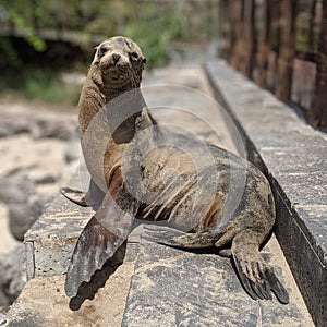 Sea lion sitting on a step in the Galapagos
