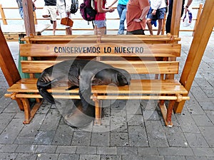 A sea lion sleeping on a city bench. San Cristobal Island, Galapagos