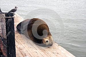 Sea lion sleeping