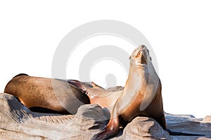 Sea lion sleeping on large stone isolated on white