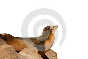 Sea lion sleeping on large stone isolated on white