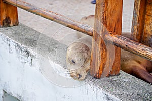 Sea lion sleeping in pier in San Cristobal Galapagos islands Ecuador