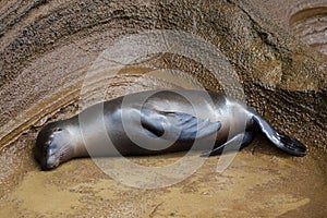 A sea lion sleeping on the rock