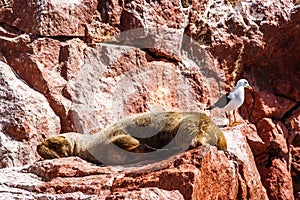 Sea Lion sleeping on a rock in the Islas Ballestas, Paracas Peninsula, Peru