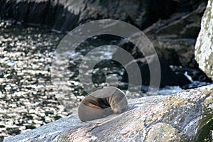 Sea lion sleeping in a rock in milford sound