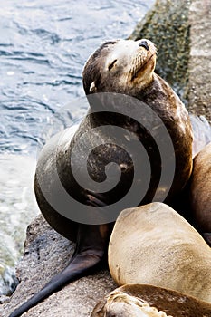 Sea Lion Sleeping On Rocks Monterey Bay California