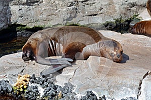 Sea Lion