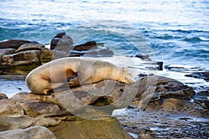 A Sea Lion Sleeps Peacefully on the Rocks in La Jolla, CA