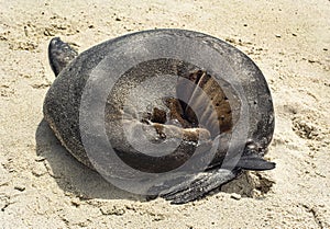 Coiled Sea Lion Slumbers on a Galapagos Beach