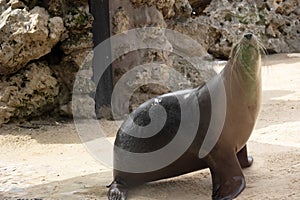 the sea lion is sniffing the air for scent