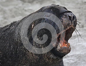 Sea Lion on South Island of New Zealand