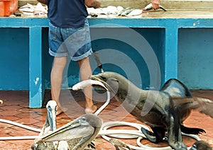 Sea lion stealing a fish at the Puerto Ayora fish market in Santa Cruz in the Galapagos, Ecuador.