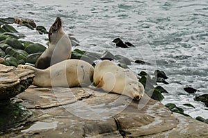 Sea Lion Sticking Nose in the Air