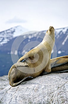 A sea lion sun bathing