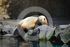 Sea lion sunning