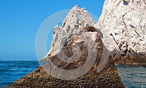 Sea Lion sunning and lounging on Pinnacle rock at Lands End at Cabo San Lucas Baja California Mexico