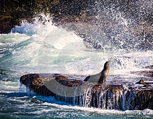 Sea Lion, Surf, La Jolla, California