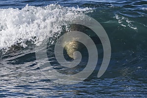 Sea lion surfing in the waves, Patagonia,Argentina