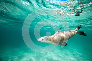 A Sea Lion swim playfully under the surface
