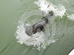 Sea lion swimming alongside