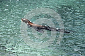 Sea lion swimming in Carribbean sea