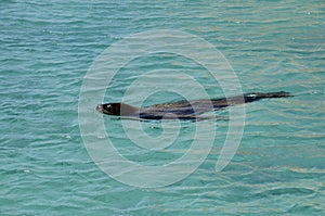 Sea lion swimming in Carribbean sea photo
