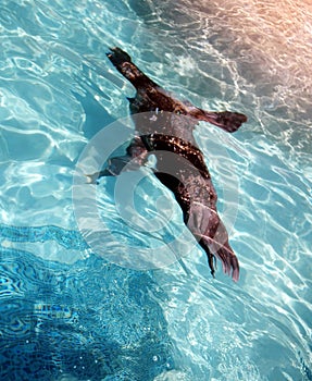 Sea lion swimming underwater