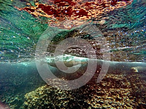 Sea lion swimming underwater