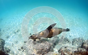 Sea lion swimming underwater