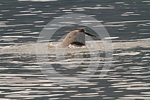 Sea Lion Tearing Apart Salmon