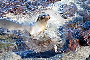 Sea lion in a tidal pool