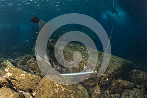 Sea lion underwater while inspecting an anchor