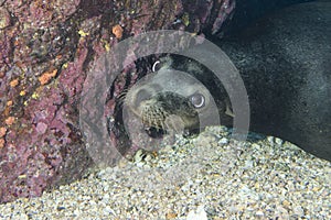 Sea lion underwater looking at you